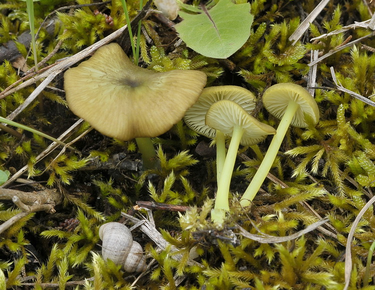 Entoloma incanum
